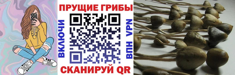 Псилоцибиновые грибы ЛСД  Суздаль 